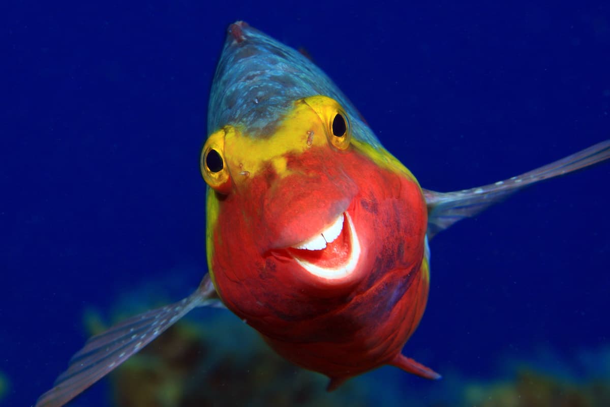 peixinho-sorridente